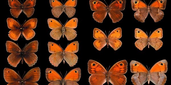 Climate Change Means Tree Of Life Will Get Slimmer