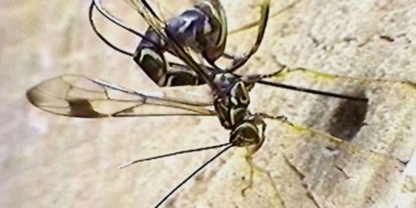 Listen For The Chainsaws - Find Amazing Wasps!