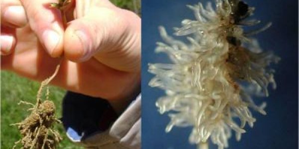 Exploring The Roots Of The Problem:  How A South American Tree Adapts To Volcanic Soils