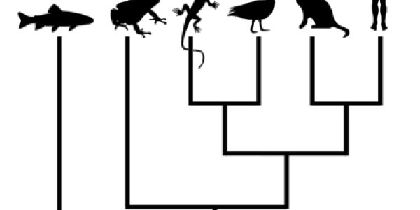 Do you understand evolutionary trees? (Part Two)