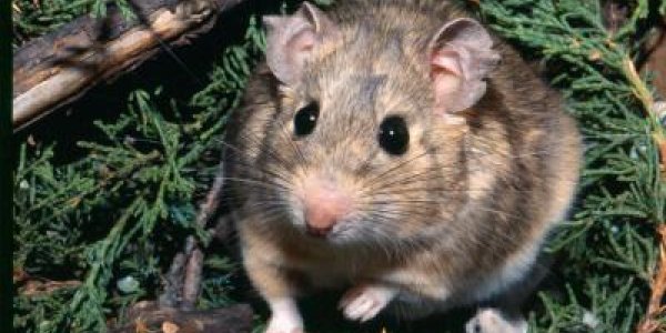 A Tale Of Two Poisons: The Hunt For Detoxification Genes