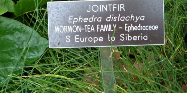 ADHD Yoghurt For Winning The Drug War