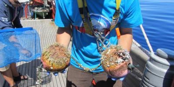 Garbage Ecology: The Secret World Of That Floating Ocean Plastisphere