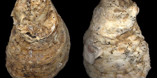 If There Is An Anthropocene Epoch, When Did It Begin?