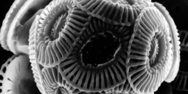 All Living Creatures Need Vitamin Thiamine To Live - Except This One