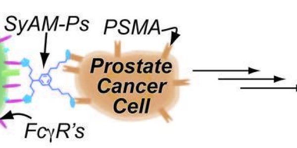 New Synthetic Molecules Mimic Antibodies