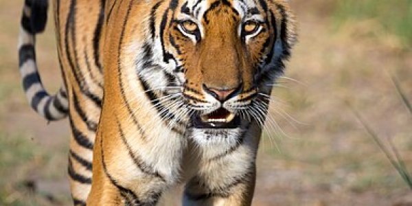 Why Mars Microbes Matter -  Like Tigers - And More So? - Microbial ETs