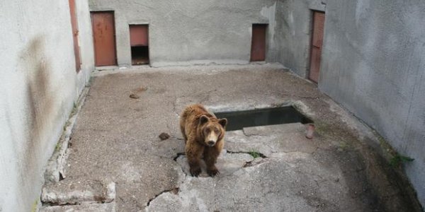 Flying Bears – Molecular Genetics Evidence For An Unusual Dispersal Mode