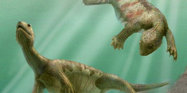 Odontochelys Semitestacea - 220 Million Year Old Triassic Turtle Tells Us How It Got Its Shell