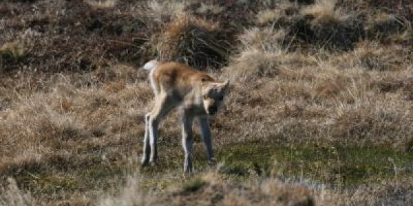 Trophic Mismatch: Plant-Eating Animals In Drastic Seasonal Environments Impacted Most