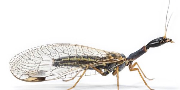 The Insect Tree Of Life