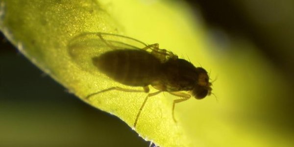 Picking Up On The Smell Of Evolution