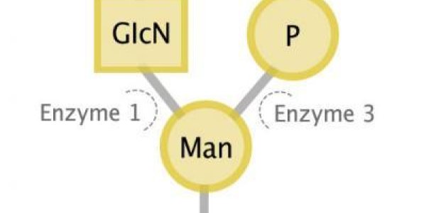 Congenital Muscular Dystrophies Linked To Glycans