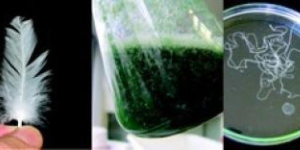 Renewable Clothing Material Could Mean The End Of Synthetic Fibers