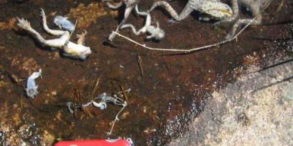 Extinction Threats Worsened By Humans, Says Study