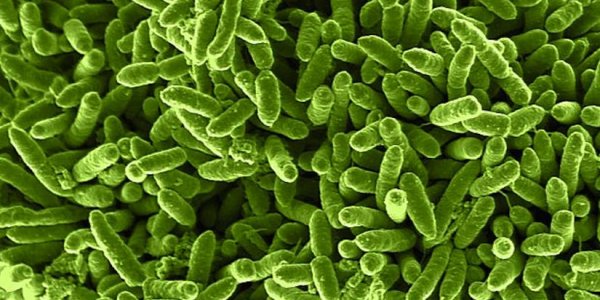 Microbes Plus Organic Waste Means 73% Energy Recovery In Biofuels