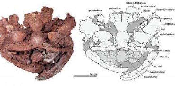 Laccognathus Embryi - New Species Of Ancient Predatory Fish Discovered