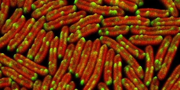 Illuminated Cyanobacteria Shed Light On Biofuel Production