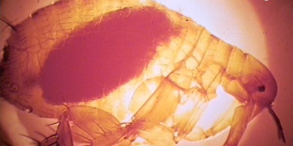 How The Bubonic Plague Made Europe Great