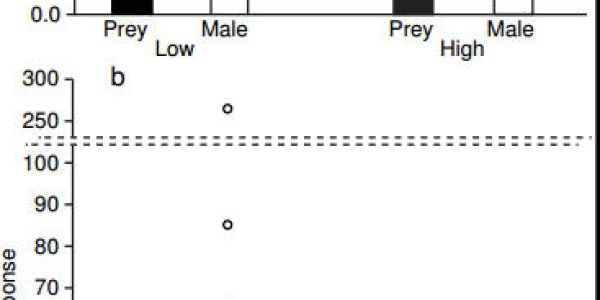 Black Widows Shake It To Attract Mates - Insert Obligatory Twerking Reference Here