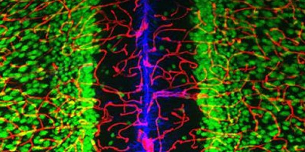 How Do Neurons And Blood Vessels Communicate?