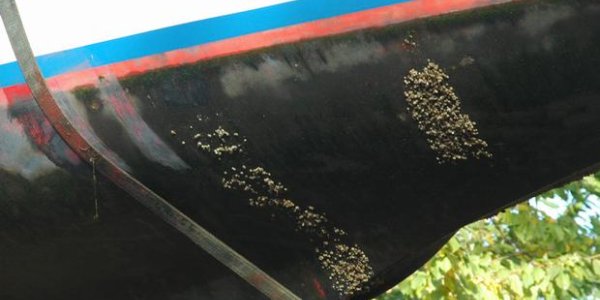 Fight Barnacles And Global Warming