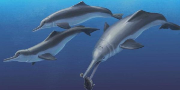 Isthminia Panamensis: New Species Of Ancient River Dolphin Discovered