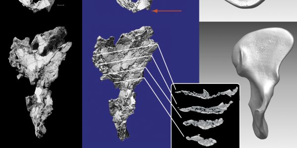 Meet Ardipithecus Ramidus - Early Hominid Common Ancestor Was Neither Chimp Nor Human, Says Study