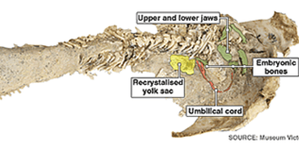 380-Million-Year-Old Placoderm Fossil Shows Oldest Evidence Of Live Birth