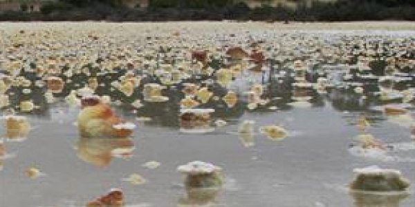 Southern Western Australia Wheat Belt Also Means Acid Saline Groundwaters