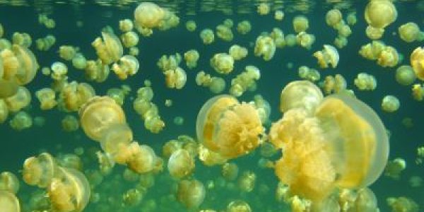 Oceans Can't Mix Without Help From Fish