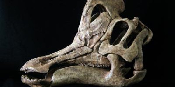 Velafrons coahuilensis discovery gives new insights into ancient life on West America