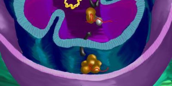 Discovery: New PNPASE Role In Shuttling RNA Into Mitochondria