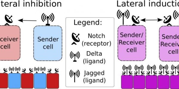 Notch Signaling: How Cancer Turns Good Cells To The Dark Side