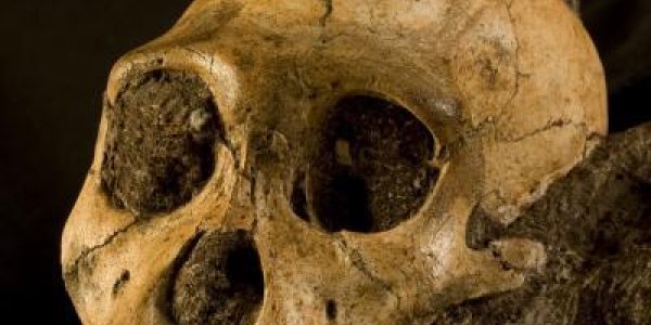 Is Australopithecus Sediba The Best Candidate Ancestor To Our Species?