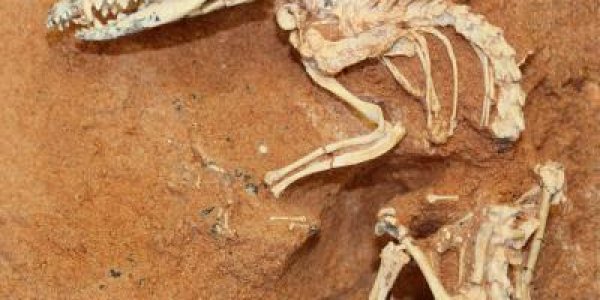 Earliest Date For Placental Mammals Discovered