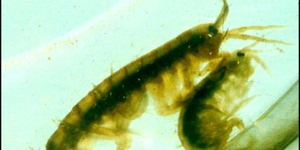 Cannibalism Caused By Parasites