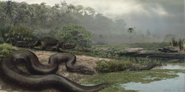 Titanoboa - Titanic Boa Fossil From Colombia Is World's Largest Snake