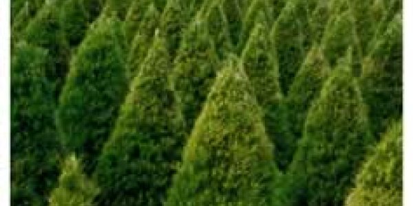Christmas Trees Are The Definition Of Sustainable - Why Do Environmentalists Oppose Them?