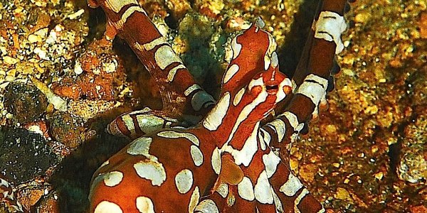 A Model for Human Communications of the Future