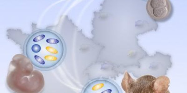 Three Person IVF Has Risks - And Now Perhaps A Solution