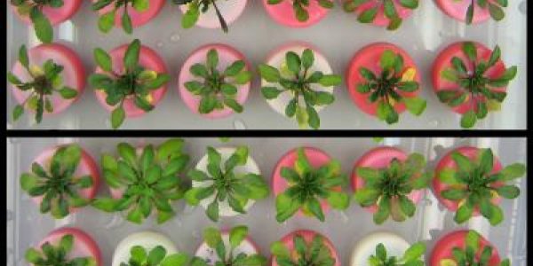 Salt Tolerant Crops Get A Little Closer