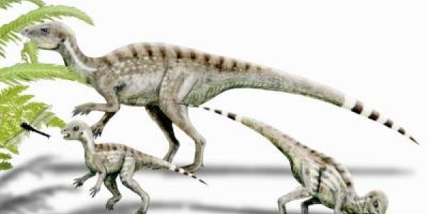 Heterodontosaurus - Tiny Two Inch Dinosaur Has Big Insight Into Evolution Of Plant Eaters