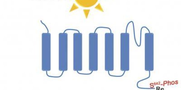 SCN Neurons: Controlling Our Circadian Rhythms