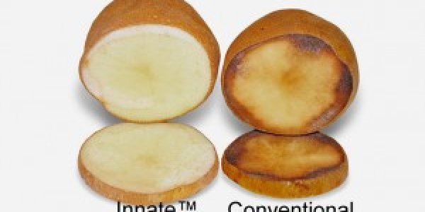 Simplot Innate GM Potato Gets USDA Endorsement