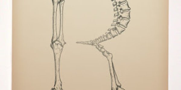 Fontes...OSTEOLÓGICAS