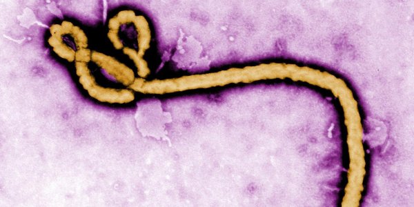 Ebola's Evolutionary Roots Are Ancient