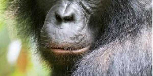 Bonobo: The Forgotten Ape Is Getting Some Spotlight