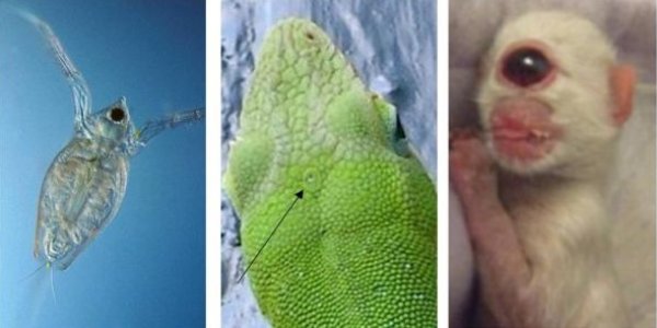 Seeing Through Yourself: The Fundamental Reason For Binocular Vision