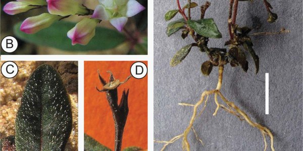 Science 2.0 Win: Citizen Scientist In Brazil Discovers A Plant That 'Bows'